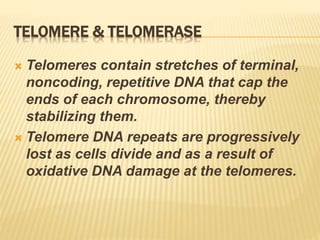 TELOMERE & TELOMERASE
 Telomeres contain stretches of terminal,
noncoding, repetitive DNA that cap the
ends of each chromosome, thereby
stabilizing them.
 Telomere DNA repeats are progressively
lost as cells divide and as a result of
oxidative DNA damage at the telomeres.
 