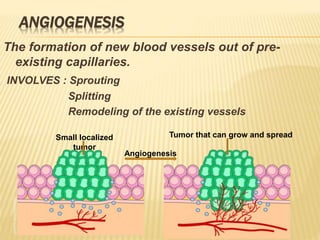 ANGIOGENESIS
The formation of new blood vessels out of pre-
existing capillaries.
INVOLVES : Sprouting
Splitting
Remodeling of the existing vessels
Small localized
tumor
Angiogenesis
Tumor that can grow and spread
 