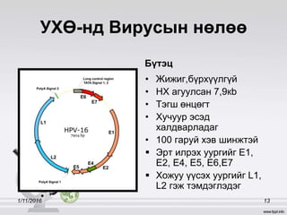 УХӨ-нд Вирусын нөлөө
Бүтэц
• Жижиг,бүрхүүлгүй
• НХ агуулсан 7,9кb
• Тэгш өнцөгт
• Хучуур эсэд
халдварладаг
• 100 гаруй хэв шинжтэй
 Эрт илрэх уургийг Е1,
Е2, Е4, Е5, Е6,Е7
 Хожуу үүсэх уургийг L1,
L2 гэж тэмдэглэдэг
1/11/2016 13
 