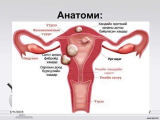 Анатоми:
1/11/2016 2
 