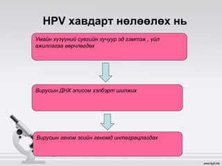 HPV хавдарт нөлөөлөх нь
Умайн хүзүүний сувгийн хучуур эд гэмтэж , үйл
ажиллагаа өөрчлөгдөх
Вирусын ДНХ эписом хэлбэрт шилжих
Вирусын геном эсийн геномд интеграцлагдах
 