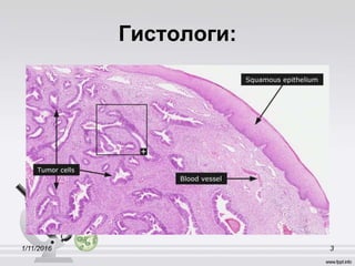Гистологи:
1/11/2016 3
 