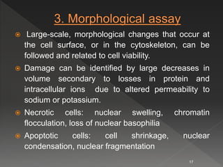  Large-scale, morphological changes that occur at
the cell surface, or in the cytoskeleton, can be
followed and related to cell viability.
 Damage can be identified by large decreases in
volume secondary to losses in protein and
intracellular ions due to altered permeability to
sodium or potassium.
 Necrotic cells: nuclear swelling, chromatin
flocculation, loss of nuclear basophilia
 Apoptotic cells: cell shrinkage, nuclear
condensation, nuclear fragmentation
17
 
