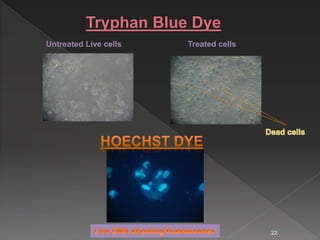 Untreated Live cells Treated cells
Tryphan Blue Dye
22
 