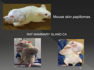 Mouse skin papillomas
RAT MAMMARY GLAND CA
28
 