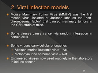  Mouse Mammary Tumor Virus (MMTV) was the first
mouse virus, isolated at Jackson labs as the “non-
chromosomal factor” that caused mammary tumors in
the C3H strain of mice.
 Some viruses cause cancer via random integration in
certain cells
 Some viruses carry cellular oncogenes
› Abelson murine leukemia virus – Abl
› Moloneymurine sarcoma virus – Raf
 Engineered viruses now used routinely in the laboratory
to induce cancer.
29
 
