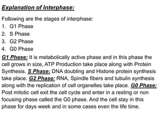 Explanation of Interphase:
Following are the stages of interphase:
1. G1 Phase
2. S Phase
3. G2 Phase
4. G0 Phase
G1 Phase: It is metabolically active phase and in this phase the
cell grows in size, ATP Production take place along with Protein
Synthesis. S Phase: DNA doubling and Histone protein synthesis
take place. G2 Phase: RNA, Spindle fibers and tubulin synthesis
along with the replication of cell organelles take place. G0 Phase:
Post mitotic cell exit the cell cycle and enter in a resting or non
focusing phase called the G0 phase. And the cell stay in this
phase for days week and in some cases even the life time.
 