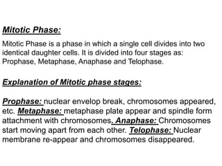 Mitotic Phase:
Mitotic Phase is a phase in which a single cell divides into two
identical daughter cells. It is divided into four stages as:
Prophase, Metaphase, Anaphase and Telophase.
Explanation of Mitotic phase stages:
Prophase: nuclear envelop break, chromosomes appeared,
etc. Metaphase: metaphase plate appear and spindle form
attachment with chromosomes. Anaphase: Chromosomes
start moving apart from each other. Telophase: Nuclear
membrane re-appear and chromosomes disappeared.
 