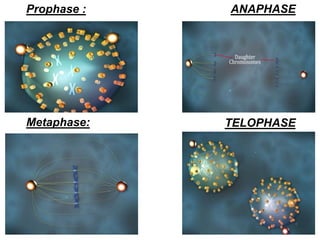Metaphase:
Prophase :
TELOPHASE
ANAPHASE
 