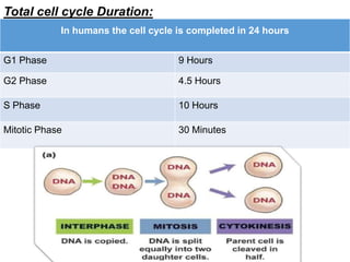 Total cell cycle Duration:
In humans the cell cycle is completed in 24 hours
G1 Phase 9 Hours
G2 Phase 4.5 Hours
S Phase 10 Hours
Mitotic Phase 30 Minutes
 