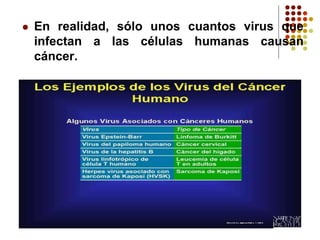 En realidad, sólo unos cuantos virus que
infectan a las células humanas causan
cáncer.
 