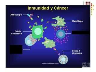 Célula Th
Célula NK
 