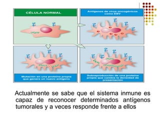 Actualmente se sabe que el sistema inmune es
capaz de reconocer determinados antígenos
tumorales y a veces responde frente a ellos
 