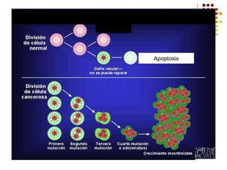 Apoptosis
 