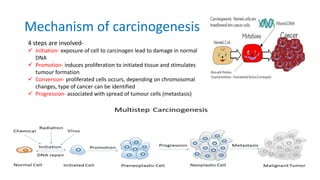 Mechanism of carcinogenesis
4 steps are involved-
 Initiation- exposure of cell to carcinogen lead to damage in normal
DNA
 Promotion- induces proliferation to initiated tissue and stimulates
tumour formation
 Conversion- proliferated cells occurs, depending on chromosomal
changes, type of cancer can be identified
 Progression- associated with spread of tumour cells (metastasis)
 