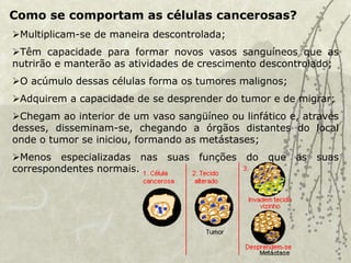 Como se comportam as células cancerosas?
Multiplicam-se de maneira descontrolada;
Têm capacidade para formar novos vasos sanguíneos que as
nutrirão e manterão as atividades de crescimento descontrolado;
O acúmulo dessas células forma os tumores malignos;
Adquirem a capacidade de se desprender do tumor e de migrar;
Chegam ao interior de um vaso sangüíneo ou linfático e, através
desses, disseminam-se, chegando a órgãos distantes do local
onde o tumor se iniciou, formando as metástases;
Menos especializadas nas suas funções do que as suas
correspondentes normais.
 