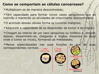 Como se comportam as células cancerosas?
Multiplicam-se de maneira descontrolada;
Têm capacidade para formar novos vasos sanguíneos que as
nutrirão e manterão as atividades de crescimento descontrolado;
O acúmulo dessas células forma os tumores malignos;
Adquirem a capacidade de se desprender do tumor e de migrar;
Chegam ao interior de um vaso sangüíneo ou linfático e, através
desses, disseminam-se, chegando a órgãos distantes do local
onde o tumor se iniciou, formando as metástases;
Menos especializadas nas suas funções do que as suas
correspondentes normais.
 