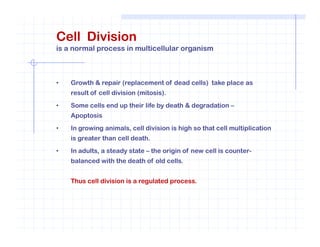 Cell Division
is a normal process in multicellular organism
• Growth & repair (replacement of dead cells) take place as
result of cell division (mitosis).
• Some cells end up their life by death & degradation –
Apoptosis
• In growing animals, cell division is high so that cell multiplication
is greater than cell death.
• In adults, a steady state – the origin of new cell is counter-
balanced with the death of old cells.
Thus cell division is a regulated process.
 