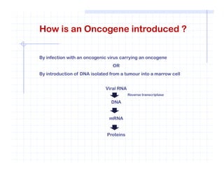 How is an Oncogene introduced ?
By infection with an oncogenic virus carrying an oncogene
OR
By introduction of DNA isolated from a tumour into a marrow cell
Viral RNAViral RNA
DNA
mRNA
Proteins
Reverse transcriptase
 