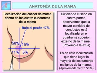 Dividiendo el seno en cuatro partes, observamos que la mayor cantidad de conductos está localizada en el cuadrante superior externo de la mama.  (Próximo a la axila) Es en esta localización que tiene lugar la mayoría de los tumores malignos de la mama.   (Aproximádamente 50%) ANATOMÍA DE LA MAMA Localización del cáncer de mama dentro de los cuatro cuadrantes de la mama Bajo el pezón 17% 