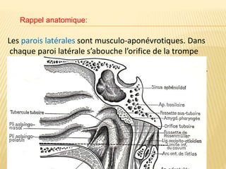 Les parois latérales sont musculo-aponévrotiques. Dans
chaque paroi latérale s’abouche l’orifice de la trompe
d’Eustache. Les parois latérales séparent le cavum des
espaces parapharyngés rétrostylien et préstylien et leur
contenu vasculaire et nerveux.
Le toit du cavum est osseux répondant au-dessus au
plancher du sinus sphénoïdal. La paroi postérieure
est formée par le clivus et les 2 premières vertèbres
cervicales.
Rappel anatomique:
 