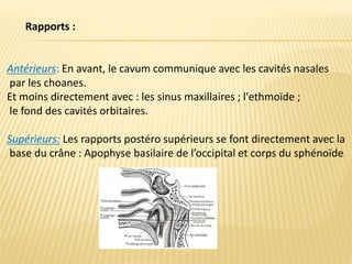 Rapports :
Antérieurs: En avant, le cavum communique avec les cavités nasales
par les choanes.
Et moins directement avec : les sinus maxillaires ; l'ethmoïde ;
le fond des cavités orbitaires.
Supérieurs: Les rapports postéro supérieurs se font directement avec la
base du crâne : Apophyse basilaire de l’occipital et corps du sphénoïde.
 