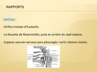 Latéraux :
-Orifice trompe d’Eustache.
-La fossette de Rosenmüller, juste en arrière du repli tubaire,
-Espaces vasculo-nerveux para pharyngés: nerfs crâniens mixtes.
RAPPORTS
 