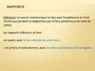 RAPPORTS
Inférieurs: Le cavum communique en bas avec l’oropharynx et n’est
fermé que pendant la déglutition par la face postérieure du voile du
palais.
Les rapports inférieurs se font:
-en avant, avec la face dorsale du voile mou ;
- en arrière et latéralement, avec les piliers postérieurs de l'amygdale.
 