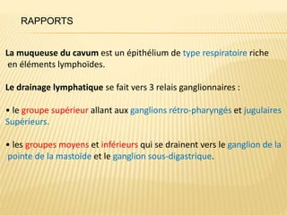 La muqueuse du cavum est un épithélium de type respiratoire riche
en éléments lymphoïdes.
Le drainage lymphatique se fait vers 3 relais ganglionnaires :
• le groupe supérieur allant aux ganglions rétro-pharyngés et jugulaires
Supérieurs.
• les groupes moyens et inférieurs qui se drainent vers le ganglion de la
pointe de la mastoïde et le ganglion sous-digastrique.
RAPPORTS
 