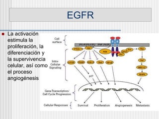 EGFR
 La activación
estimula la
proliferación, la
diferenciación y
la supervivencia
celular, así como
el proceso
angiogénesis
 
