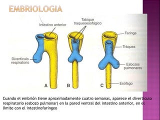 Cuando el embrión tiene aproximadamente cuatro semanas, aparece el divertículo 
respiratorio (esbozo pulmonar) en la pared ventral del intestino anterior, en el 
límite con el intestinofaríngeo 
 