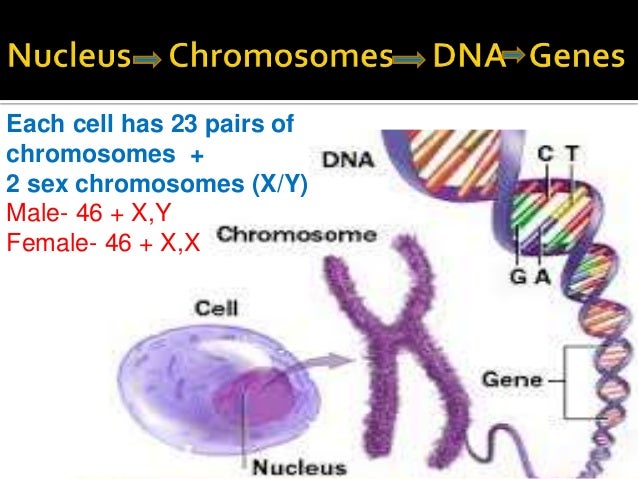 facts about nucleic acids
