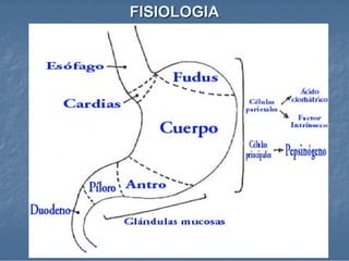 FISIOLOGIA 