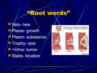 “Root words” Neo- new Plasia- growth Plasm- substance Trophy- size +Oma- tumor Statis- location 
