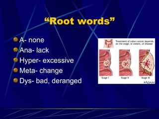 “Root words” A- none Ana- lack Hyper- excessive Meta- change Dys- bad, deranged 