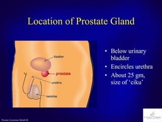 Location of Prostate Gland Below urinary bladder Encircles urethra About 25 gm,  size of ‘ciku’ 