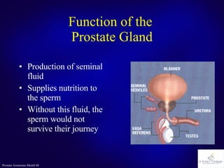 Function of the  Prostate Gland <ul><li>Production of seminal fluid </li></ul><ul><li>Supplies nutrition to the sperm </li...