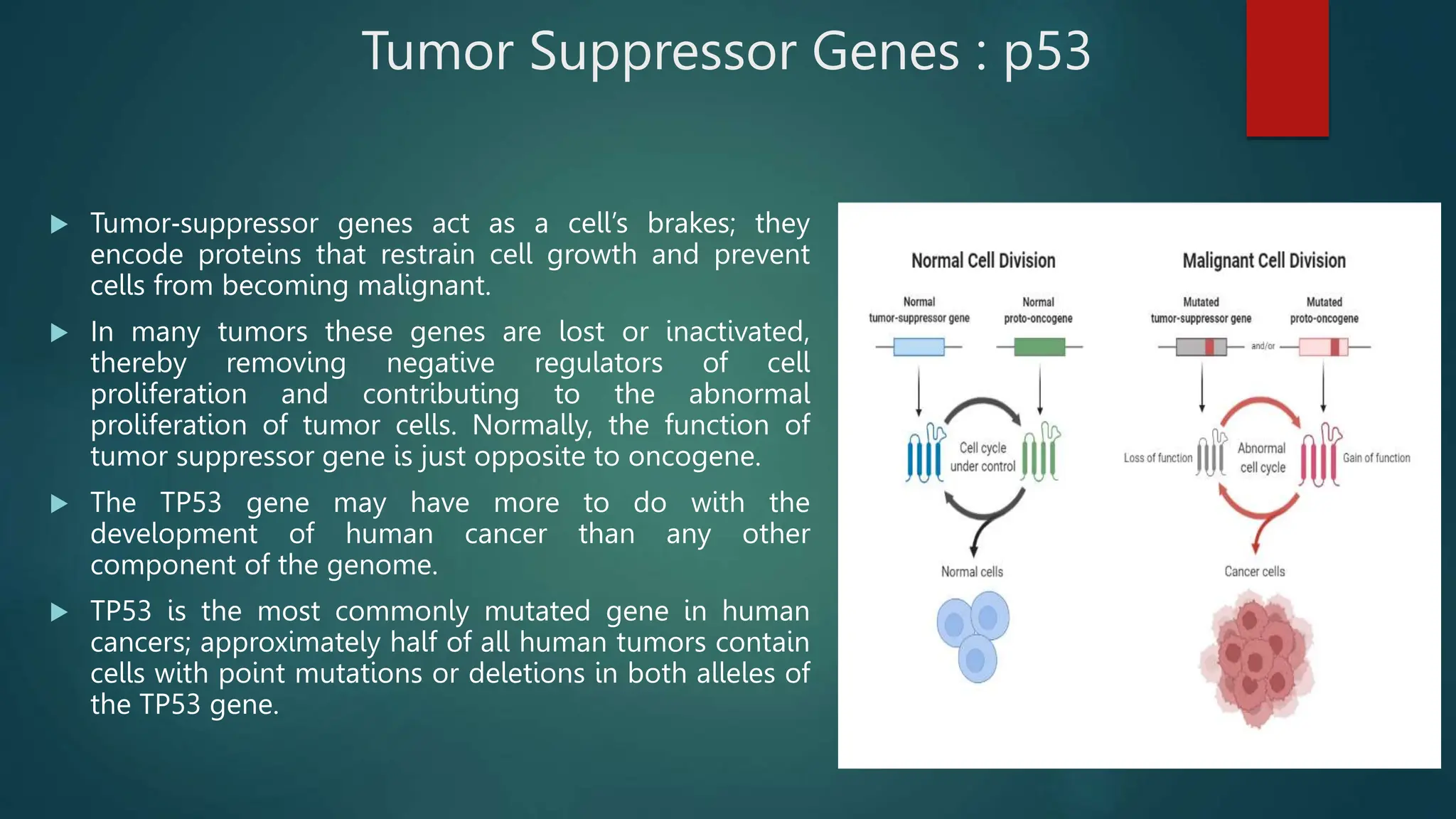 Cancer (Concept of oncogenes and tumor suppressor genes with special ...
