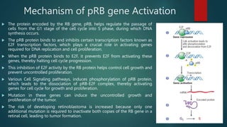 Prb Protein Cancer (Concept of oncogenes and tumor suppressor genes with special ...