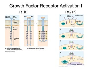 Growth Factor Receptor Activation I RTK RS/TK 