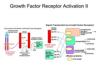 Growth Factor Receptor Activation II 