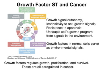 Growth signal autonomy, Insensitivity to anti-growth signals, Resistance to apoptosis: Uncouple cell’s growth program  from signals in the environment. Growth factors in normal cells serve as environmental signals.  Growth Factor ST and Cancer Growth factors regulate growth, proliferation, and survival. These are all deregulated in cancer. Hanahan and Weinberg, (2000) Hallmarks of Cancer, Cell (100) 57 