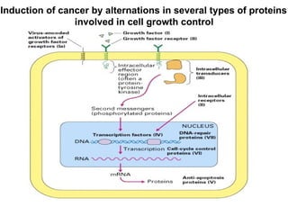 Induction of cancer by alternations in several types of proteins  involved in cell growth control   