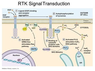 RTK Signal   Transduction 