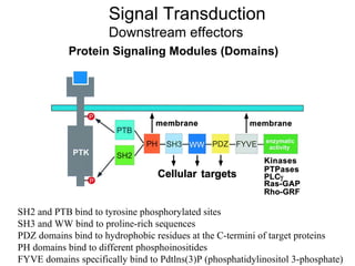 Signal Transduction Downstream effectors Protein Signaling Modules (Domains) SH2 and PTB bind to tyrosine phosphorylated sites SH3 and WW bind to proline-rich sequences PDZ domains bind to hydrophobic residues at the C-termini of target proteins PH domains bind to different phosphoinositides FYVE domains specifically bind to Pdtlns(3)P (phosphatidylinositol 3-phosphate) 