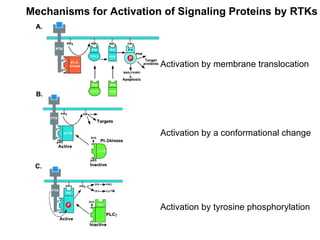 Mechanisms for Activation of Signaling Proteins by RTKs Activation by membrane translocation Activation by a conformational change Activation by tyrosine phosphorylation 