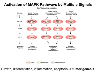 Activation of MAPK Pathways by Multiple Signals Growth, differentiation, inflammation, apoptosis ->  tumorigenesis 