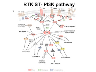 P RTK ST- PI3K pathway 