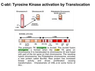 C-abl: Tyrosine Kinase activation by Translocation 