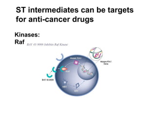 ST intermediates can be targets  for anti-cancer drugs Kinases: Raf 